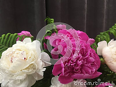 Flower background with peonies, bouquet of peonies Stock Photo