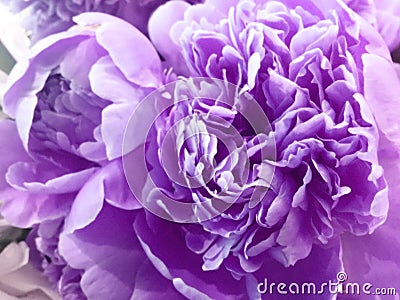 Flower background with peonies, bouquet of peonies Stock Photo