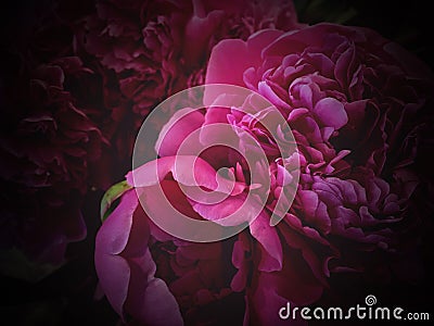 Flower background with peonies, bouquet of peonies Stock Photo