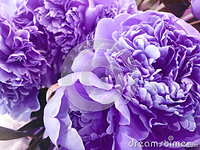 Flower background with peonies, bouquet of peonies Stock Photo