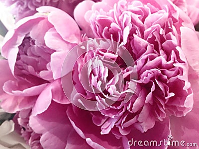 Flower background with peonies, bouquet of peonies Stock Photo