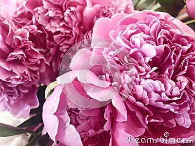 Flower background with peonies, bouquet of peonies Stock Photo