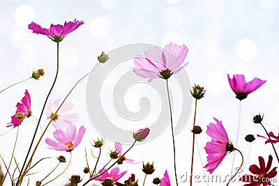 Flower background with pink wild flowers against the background of the sky Stock Photo