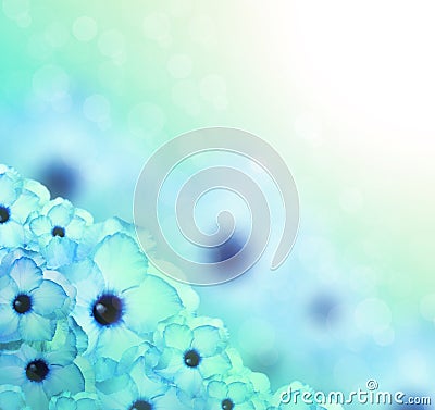 Flower background. Sky blue azalea flowers Stock Photo