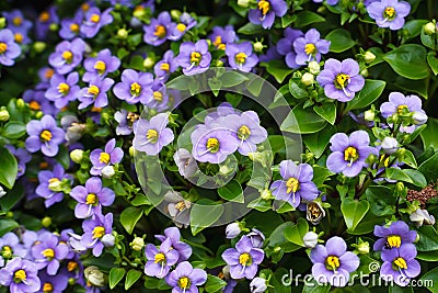 Flower background texture beautiful Persian Violet Stock Photo