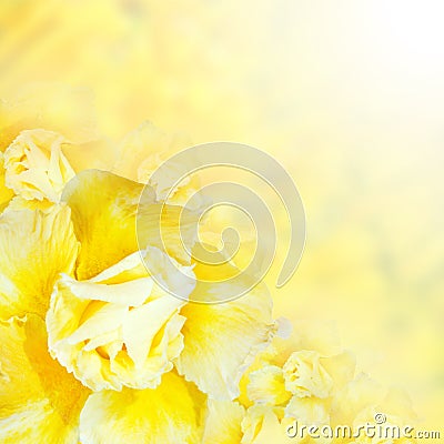 Flower background. Yellow azalea flowers Stock Photo