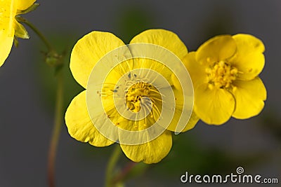 Flower of the barren strawberry Waldsteinia ternata Stock Photo