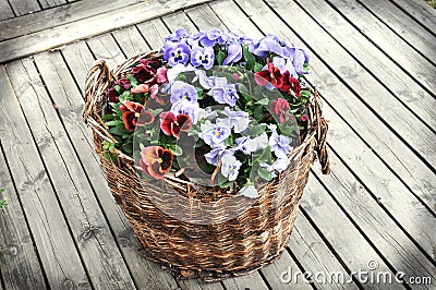 Flower basket Stock Photo
