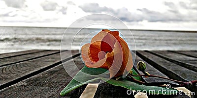 flower on the beach Stock Photo