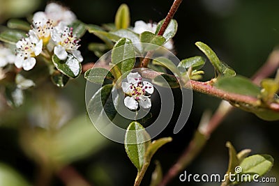 Flower of a bearberry cotoneaster, Cotoneaster dammeri Stock Photo
