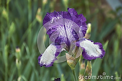 A flower of a bearded German iris with raindrops on a blurred green background. Stock Photo