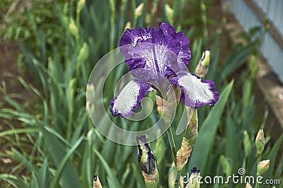 A flower of a bearded German iris with raindrops on a blurred green background. Stock Photo