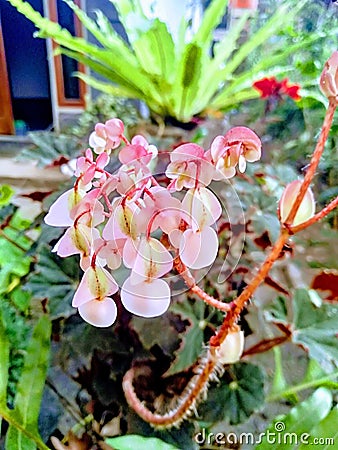 Flower beautifu pinkflower garden morning Stock Photo