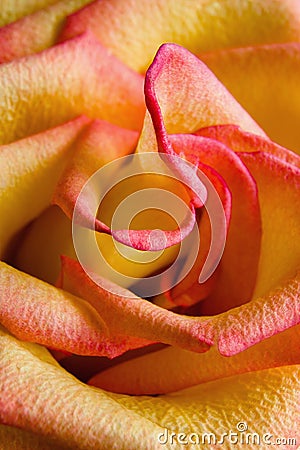 Flower of a beautiful blooming multicolored rose. Stock Photo