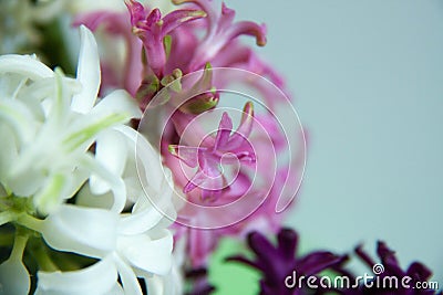 Flower - beautiful hyacinth Stock Photo