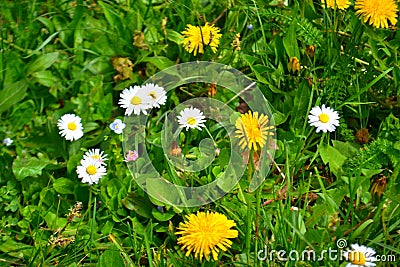 Flower, beauty color Stock Photo