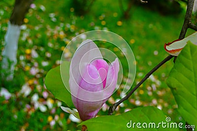 Flower, beauty and color of pink, pink Stock Photo