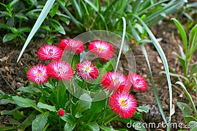 Flower, beauty and color of red Stock Photo