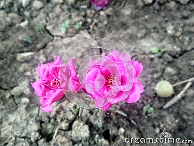 Flower beauty smell fresh light Stock Photo