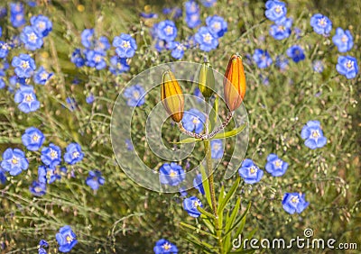 Flower bed with blue linen and saffron lily Stock Photo