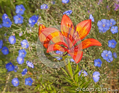 Flower bed with blue linen and saffron lily Stock Photo