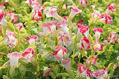 Flower bed in garden Stock Photo