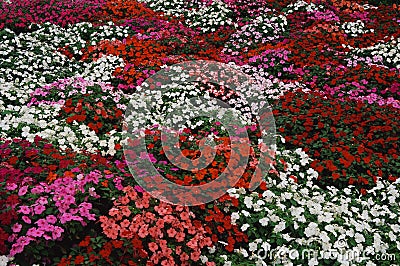 Flower bed of Impatiens Stock Photo