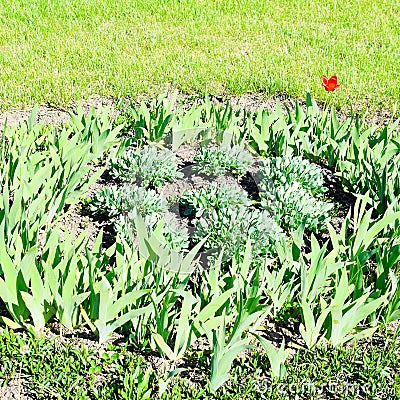 Flower bed with irises, tulips. Green Stock Photo