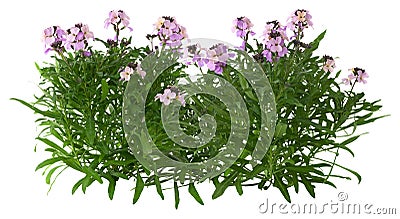 Cutout pink flowers. Bouquet in the garden Stock Photo