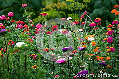 Flower Bed with multicolored Zinnia flowers and asters Stock Photo