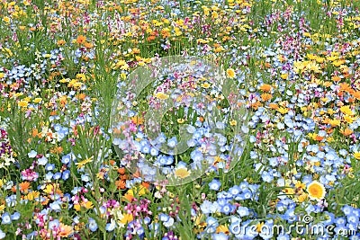 Flower bed at Naka river Stock Photo