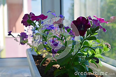 Flower bed with purple petunias in pot. Balcony greening. Stock Photo