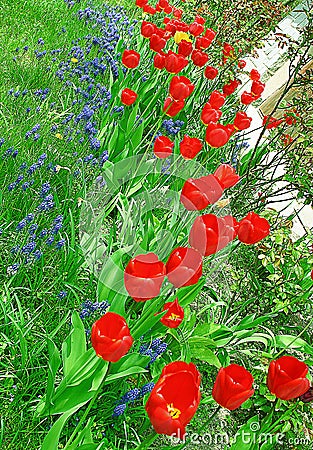 Flower bed with red tulips and grape hyacinth Stock Photo