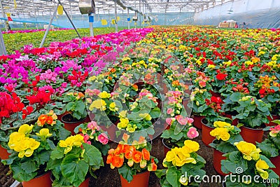 Rieger begonias Stock Photo