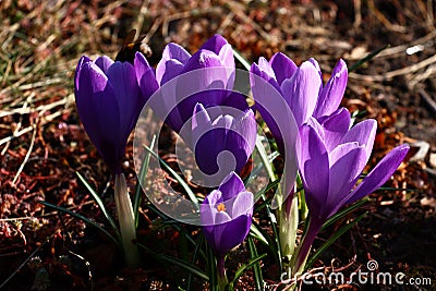 Large violet crocuses. Stock Photo