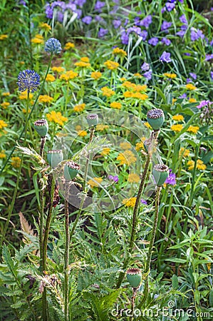 Flower bed of undemanding perennials Stock Photo