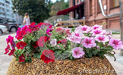 Flower beds in the city Stock Photo