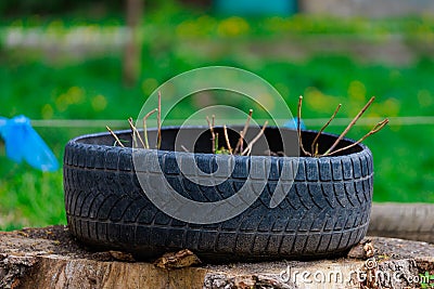 Flower beds in old rubber tires. Harsh urban scenery in poor countries. Background with selective focus and copy space Stock Photo