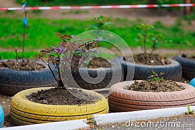 Flower beds in old rubber tires. Harsh urban scenery in poor countries. Background with selective focus and copy space Stock Photo