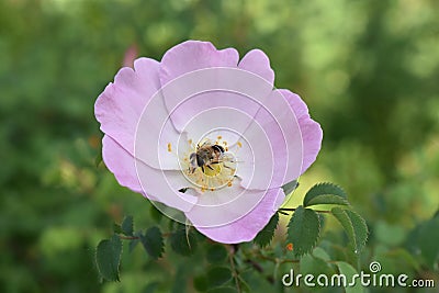 Flower Bee Nector Petals Sepals Stock Photo