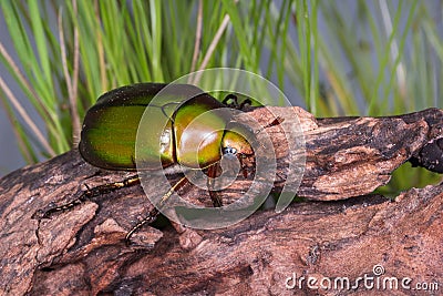 Flower Beetle (Anomala dimidiata) Stock Photo