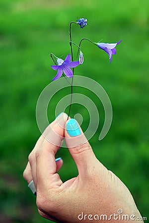 Flower bell in hand Stock Photo