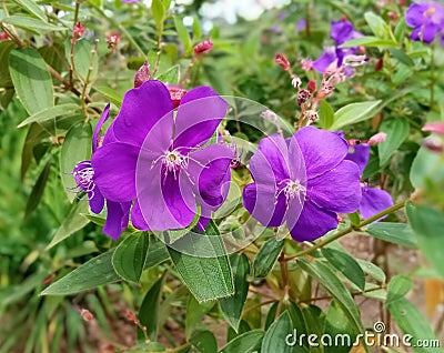 Flower, binara, perple, color, green, white, nature Stock Photo