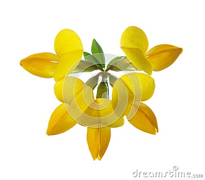 Flower of Bird`s-Foot Trefoil Lotus Corniculatus isolated on white background Stock Photo