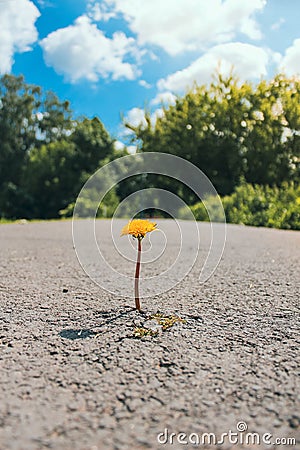 The flower grew among the asphalt. Stock Photo