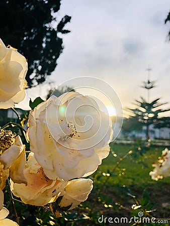 Flower blooming early in the morning Stock Photo