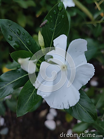 Flower blossom tree ..white and green i like uts a fres Stock Photo