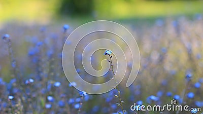 Flower blue background spring petal Stock Photo