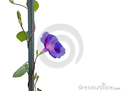Flower blue con isolated climbing isolated form greece Stock Photo