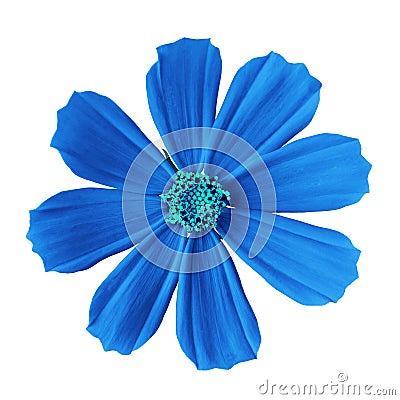 Flower blue cyan cosmos mexican aster, isolated on a white background. Close-up Stock Photo